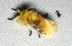 Megalopyge opercularis