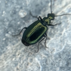Lebia viridis