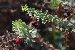 Megachile