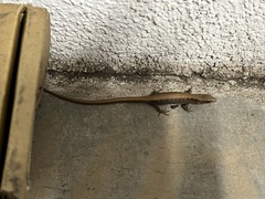 Elgaria multicarinata