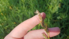 Echinochloa crus-galli