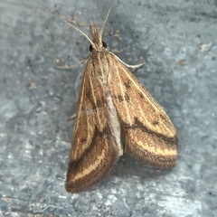 Microtheoris ophionalis