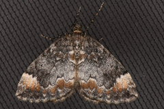 Dysstroma citrata