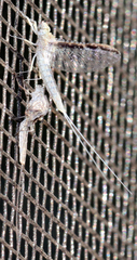 Callibaetis