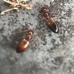 Ischyropalpus subtilissimus