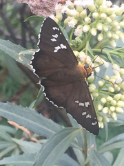 Apyrrothrix araxes