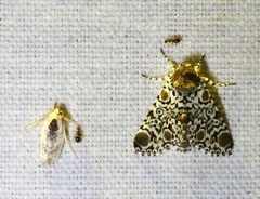 Harrisimemna trisignata