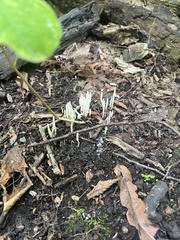 Clavaria fragilis
