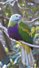 Ptilinopus magnificus