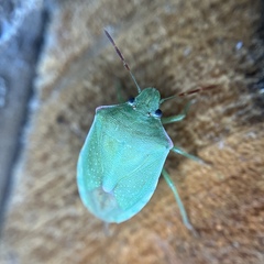 Thyanta custator accerra