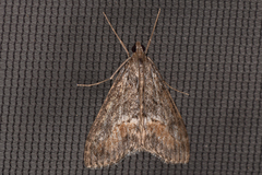 Evergestis subterminalis