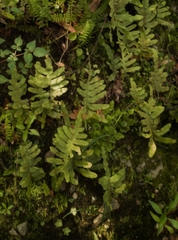 Polypodioideae