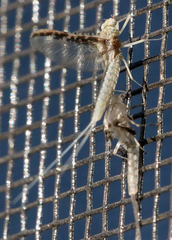Callibaetis