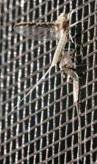 Callibaetis