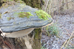 Phellinus igniarius