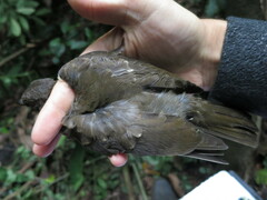 Turdus olivaceofuscus