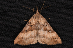 Hypena edictalis
