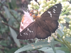 Apyrrothrix araxes