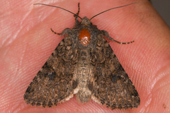 Anarta oregonica