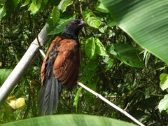Centropus sinensis