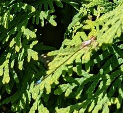 Ischnura cervula