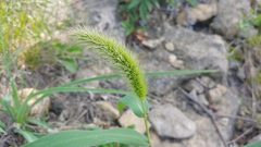 Setaria faberi