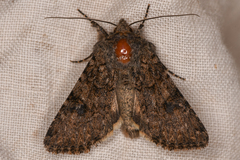 Anarta oregonica