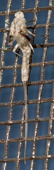 Callibaetis