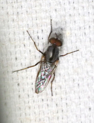 Therevidae