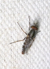 Therevidae