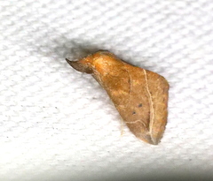 Phyprosopus callitrichoides