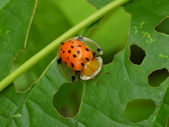 Aspidimorpha miliaris