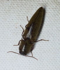 Orthostethus infuscatus