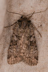 Anaplectoides pressus