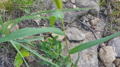 Setaria faberi