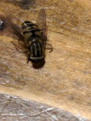 Helophilus fasciatus