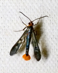 Synanthedon acerni