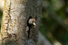 Picumnus dorbignyanus