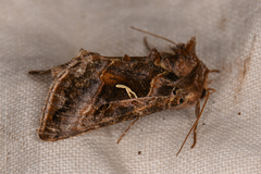 Autographa sansoni