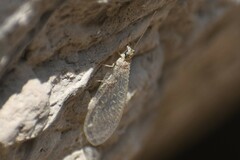 Insecta