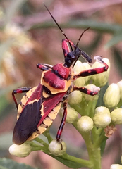 Apiomerus flaviventris