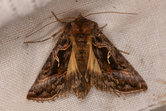 Autographa sansoni