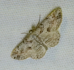 Iridopsis defectaria