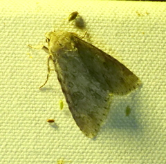 Acronicta rubricoma