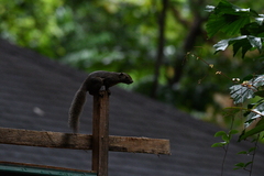 Callosciurus notatus