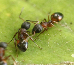 Dolichoderus plagiatus