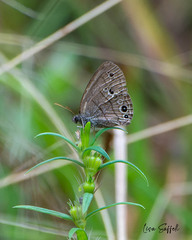 Hermeuptychia sosybius