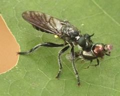 Laphria canis