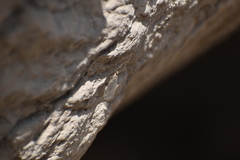 Insecta
