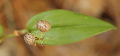 Maianthemum canadense